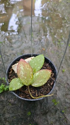 Real Picture Hoya Sulawesiana x Hoya Imbricata Red Splash
