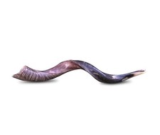 Yemenite Kudu Horn Shofar 23''-25'' Made in Israel Free Shipping 