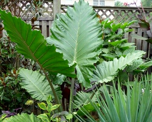 Alocasia - 'Portora' - Elephant Ear Indoor/Outdoor Tropical