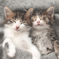 20 Servietten Sleepy Cats Schlafende Katzen Haustiere Kuscheldecke Deko 33X33Cm
