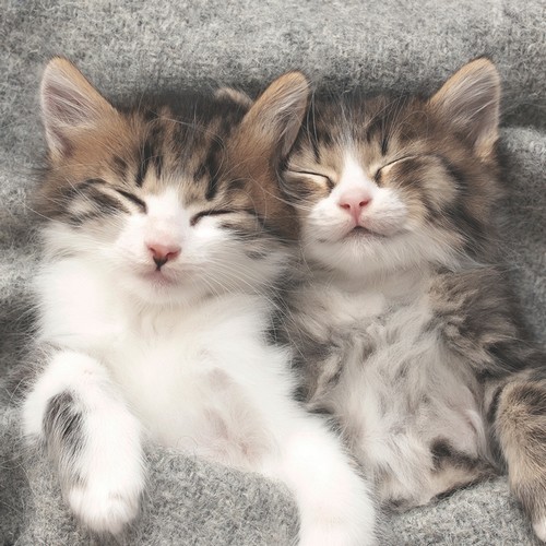 20 Servietten Sleepy Cats Schlafende Katzen Haustiere Kuscheldecke Deko 33X33Cm-image