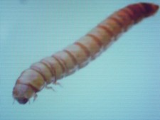 🐛 200 Vers de farine vivants –  Élevage local et bio