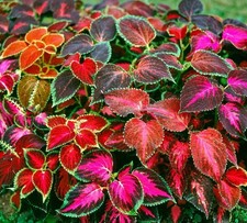 Coleus Seeds Rainbow Mix - Vibrant Shade Plant - 10 25 50 100 Seed Packs USA
