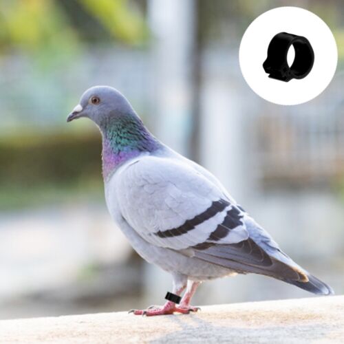 Anneaux pattes de pigeon de course - Taille 10 mm - Lot de 100 pièces à vendre - Photo 1/18