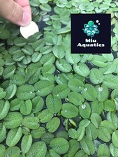 Water Spangle Salvinia Minima/Natans Floating Aquarium Plant x 30 Plants