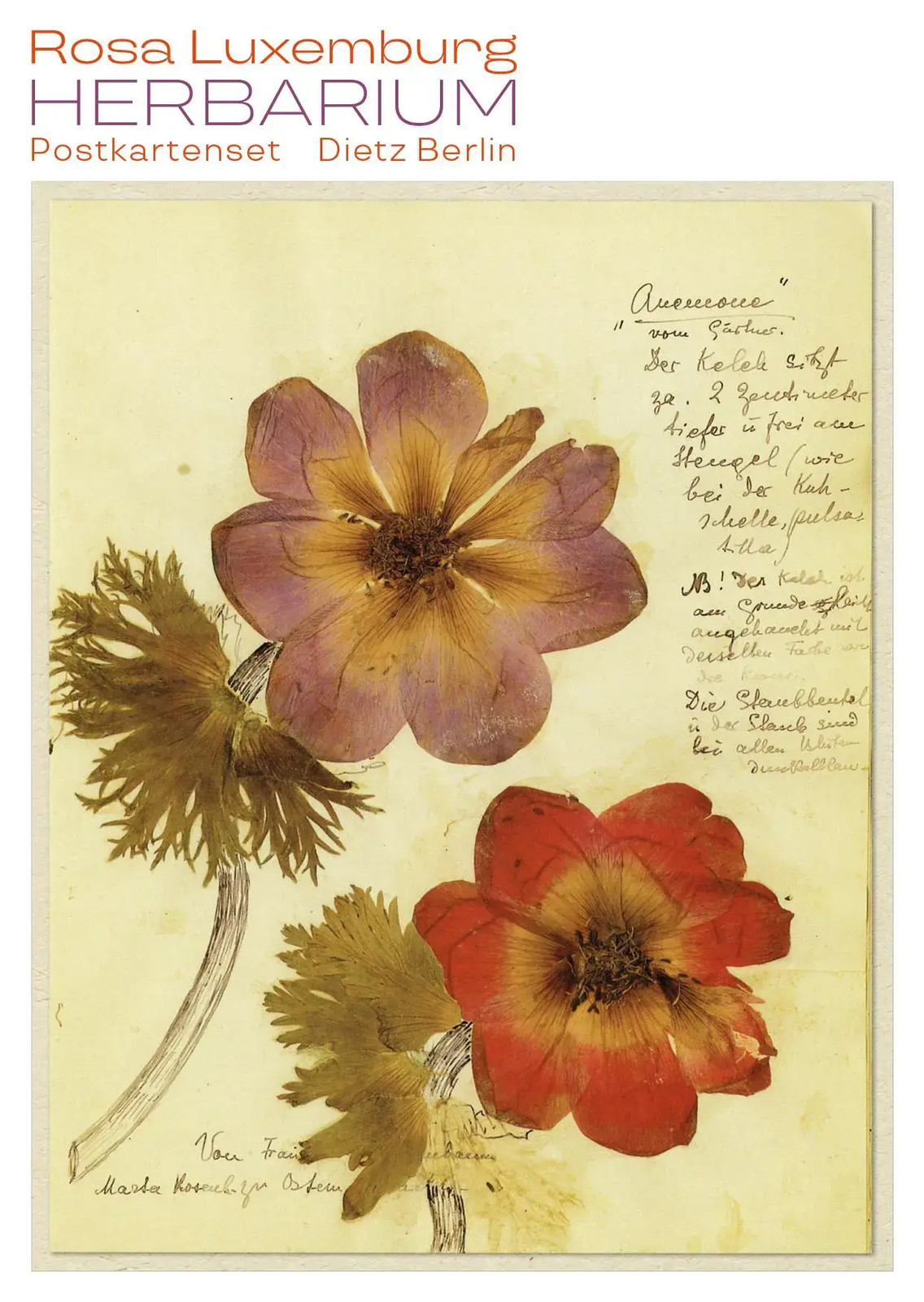 Herbarium Postkartenset | Rosa Luxemburg | Taschenbuch | 10 S. | Deutsch | 2017 - Rosa Luxemburg
