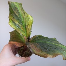 Kaempferia sp. Pink HIGHLY Variegated - Established Potted Division, A1