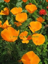 FLOWER CALIFORNIA POPPY GOLDEN WEST 1000 FLOWER SEEDS