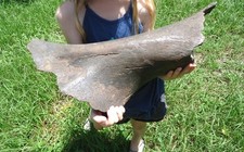 EXTINCT MASTODON HUMERUS LEG BONE FLORIDA FOSSILS ICE AGE SKELETON BONES SKULL @