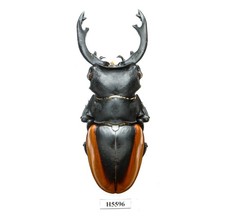 BEETLE, INSECT -H5596. Lucanidae: Odontolabis cuvera fallaciosa - 85MM, VIETNAM