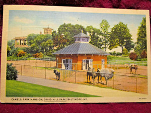 Baltimore MD- Maryland, Camels, Park Mansion, Druid Hill Park, Vintage Postcard