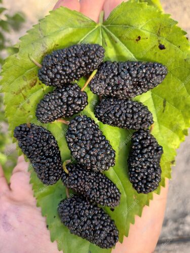 2 x "Shangri La Black mulberry" cuttings From CYPRUS - Picture 1 of 4