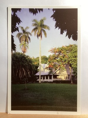 Mango Trees, Edison-Ford  Winter Estates: Fort Meyers, FL/Vintage Postcard