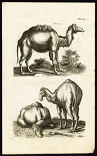 Antique Print-CAMELUS DROMEDARIUS-DROMEDARY-Jonston-Merian-1657