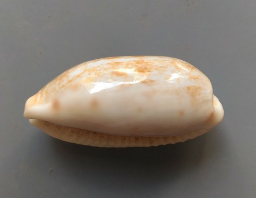 Seashell Cypraea teres GRANDE Y MANCHADO 33-35 mm gema/F++ - Imagen 3 de 4