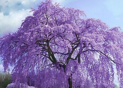 Jacaranda Tree - Jacaranda mimosifolia - Viable Seeds - UK Stock - FREE P&P  | eBay