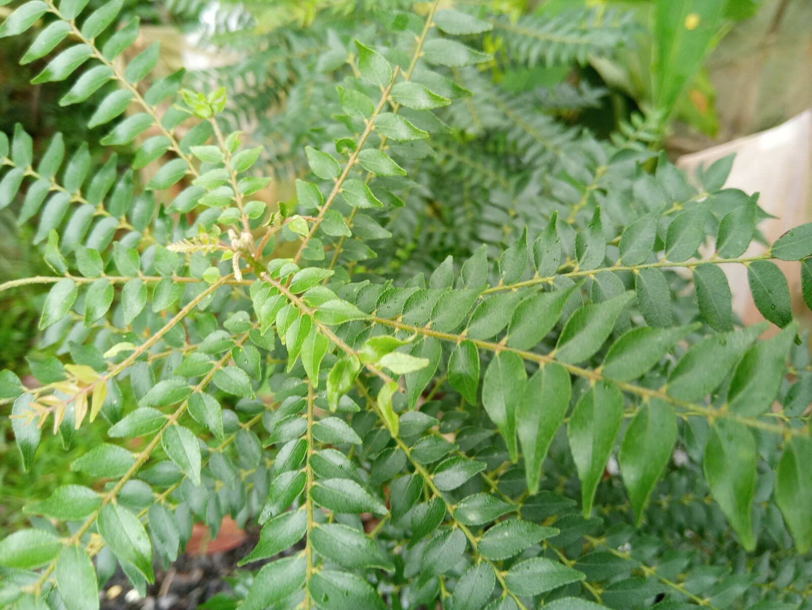 Fresh Dried Curry Leaves Curry Leaf 100 Pure And Organic Natural