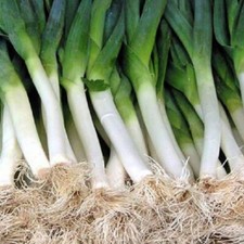 Carantan Leek Seeds | NON-GMO  Leek Seeds | Fresh Heirloom Garden Seeds