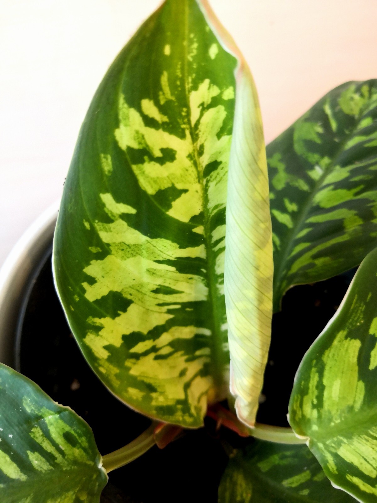 Holanomena camouflage, tricolor Pflanze eBay