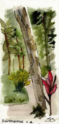 Monteverde   : Sandra Watercolors  Costa Rico : SIGNED Art Print