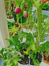  Epiphyllum Guatemalense Monstrose CURLY LOCKS Orchid Cactus  in 4" pot