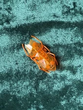 HEXBUG Micro Ant ORANGE Motorized Bug Toy Electronic Hex Robot * No Battery *