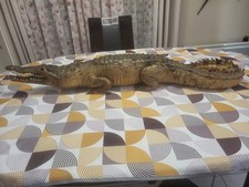 Taxidermie Grand Crocodile d' Afrique