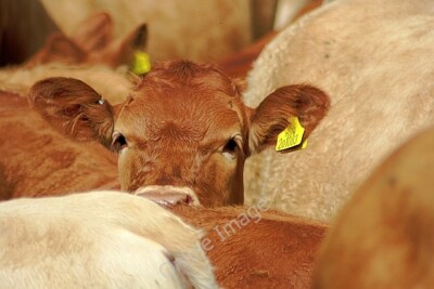 Foto 6x4 Mal sehen! Flachmann Fm Nahaufnahme der gezeigten Rinderherde i c2010