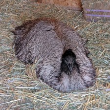 Emu Hatching Egg Backyard Poultry