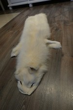 Fuchs Fell weiss Balg Pelz Rundgegerbt