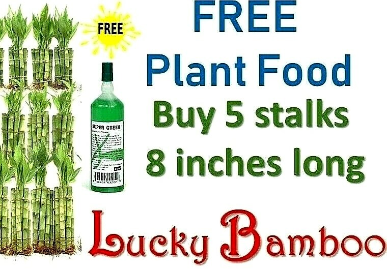big pothos plant Full Size Jade Pothos Pole main image 0