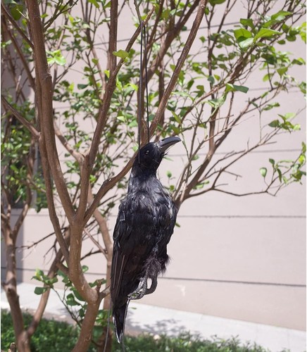 Extra Large 17-Inch Black Crow Decoy - Ideal for Weddings and Outdoor Fun - Picture 8 of 8