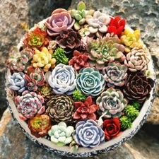 Mixed Mini Succulent Seeds, 100 Seeds