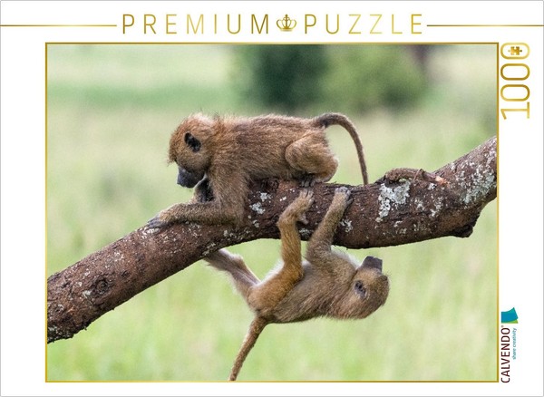 Calvendo Puzzle Young Baboons | 1000 Pieces, Finished Size 25.2 × 18.9 In (64 ×-image