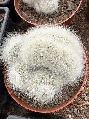 Notocactus scopa Spreng. A.Berger cristata succulent cactus