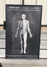 VTG Dr Office Poster Of The Human Body By Eastman Kodak Co. Circa 1930  s - 40  s