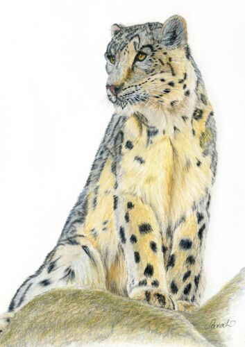 Snow Leopard, Big Cat Fine Art PRINT  from an Original Coloured Pencil Drawing