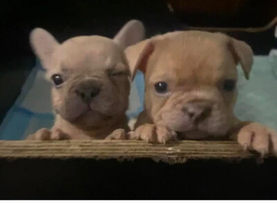 dogs and puppies gumtree