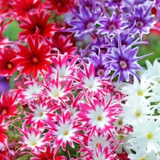 Twinkle Mix Phlox Seeds | 50 - 500 Seeds | Free Shipping | Flower Seeds | 1237