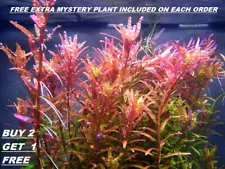 BUY 2 GET 1 FREE Rotala Rotundifolia RED Live Aquarium Plant Aquatic Plant