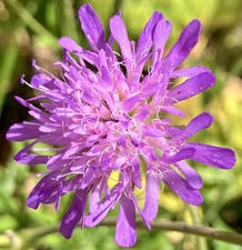 Field Scabious Seeds 0.3g Knautia Arvensis Native UK Wildflower Perennial
