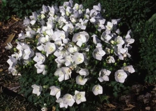 VALLEY VIEW RANCH Baloon Flower / White Bellflower / Heirloom seeds/ organically grown in MN