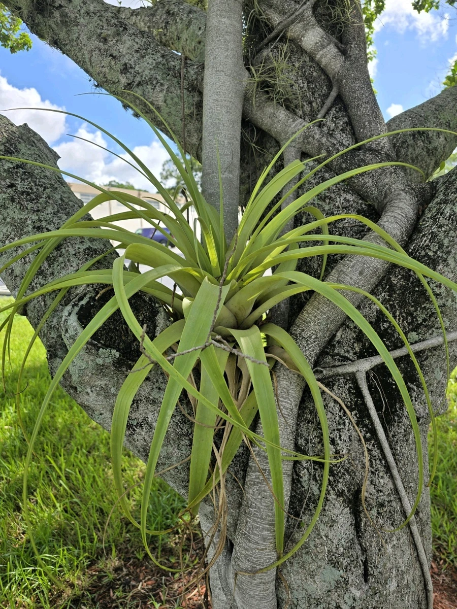 spike dracaena Dracaena, Spike main image 1