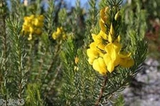 Honeybush  South African 8oz Herbal Tea non flavored