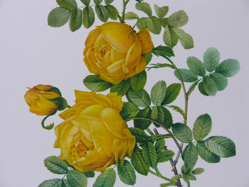 Estampado rosa botánico amarillo ROSA SULFUREA de Pierre-Joseph Redouté - 15 x 11 Foto 3 de 4