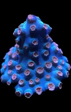 Live Coral Cyphastrea Meteor Shower