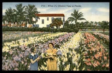 Postcard Gladioli Field in Florida