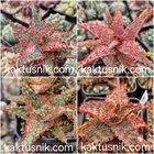 Aloe TCT hybrid mix 20seeds   harvest 2025