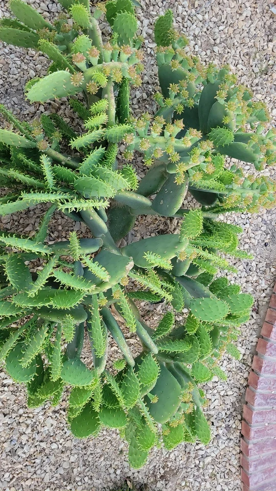 Spineless Prickly Pear Cactus "Cacanapa Ellisiana" - ONE PAD WINTER HARDY - Image 4 of 4