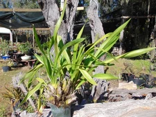 Grammatophyllum scriptum var. Cintrinum 'Hihimanu' Bloom size 5" pot SPECIES